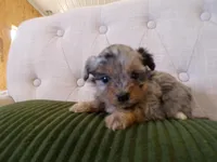 Patrick, a male Shihpoo for sale in Syracuse, IN – Photo 3 of 3