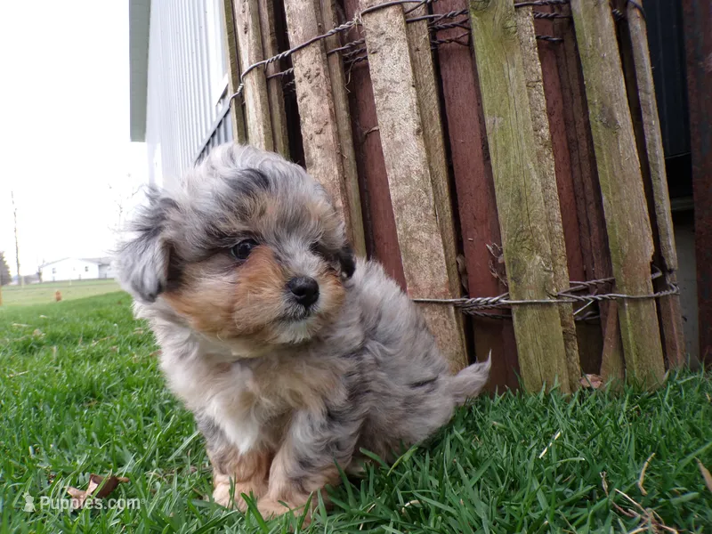 Patrick – Shihpoo puppy for sale in Syracuse, IN