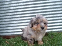 Patrick, a male Shihpoo for sale in Syracuse, IN – Photo 4 of 4