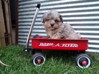 Patrick, a male Shihpoo for sale in Syracuse, IN – Photo 3 of 4