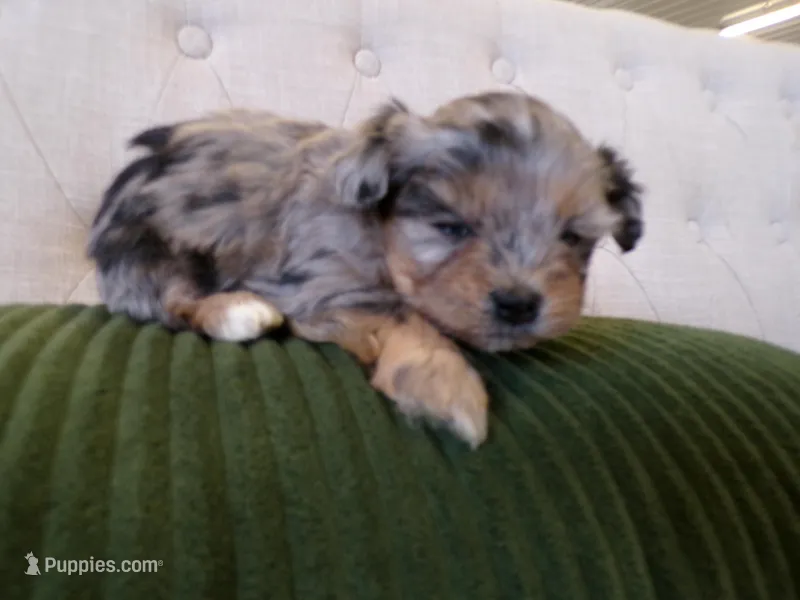 Patrick – Shihpoo puppy for sale in Syracuse, IN