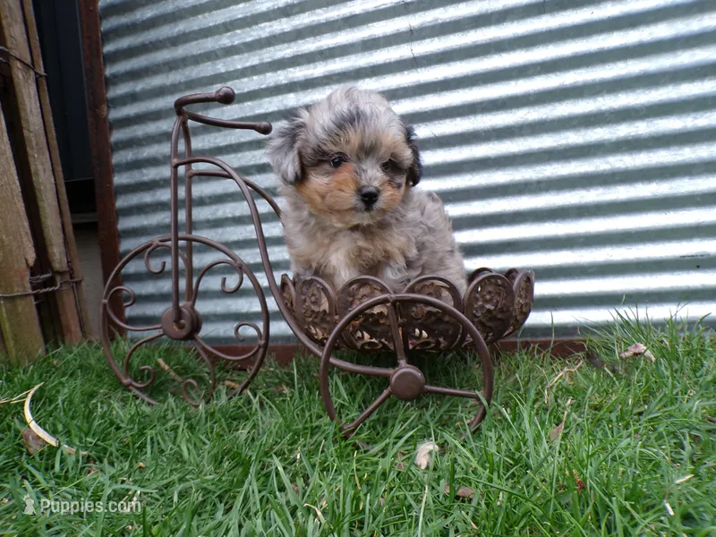 Patrick – Shihpoo puppy for sale in Syracuse, IN