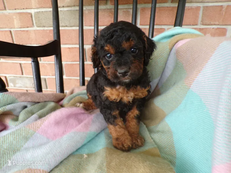 Cassie – Cockapoo puppy for sale in Syracuse, IN