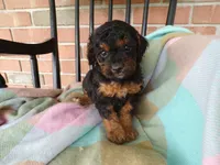 Cassie, a female Cockapoo for sale in Syracuse, IN – 1 of 7