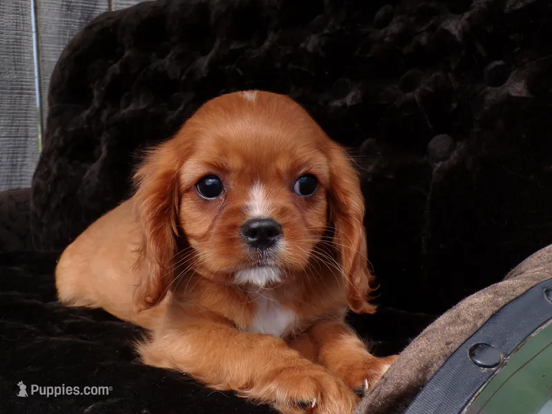Quincey – Cavalier King Charles Spaniel puppy for sale in Syracuse, IN