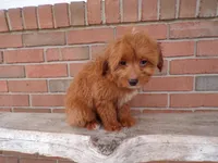 Boston, a male Miniature Goldendoodle for sale in Syracuse, IN – Photo 4 of 5