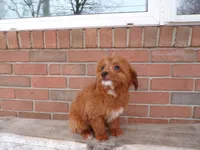 Boston, a male Miniature Goldendoodle for sale in Syracuse, IN – Photo 1 of 5