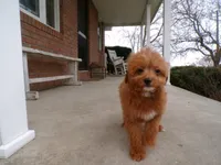 Boston, a male Miniature Goldendoodle for sale in Syracuse, IN – Photo 5 of 5