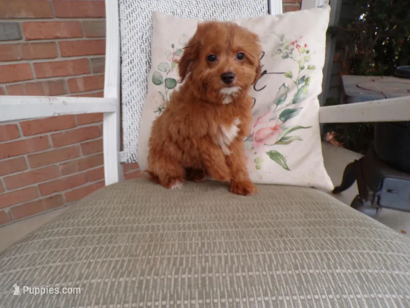 Boston – Miniature Goldendoodle puppy for sale in Syracuse, IN