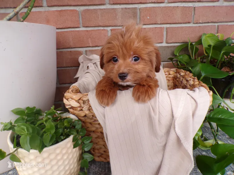 Boston – Miniature Goldendoodle puppy for sale in Syracuse, IN