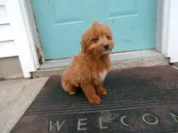 Boston, a male Miniature Goldendoodle for sale in Syracuse, IN – Photo 3 of 5