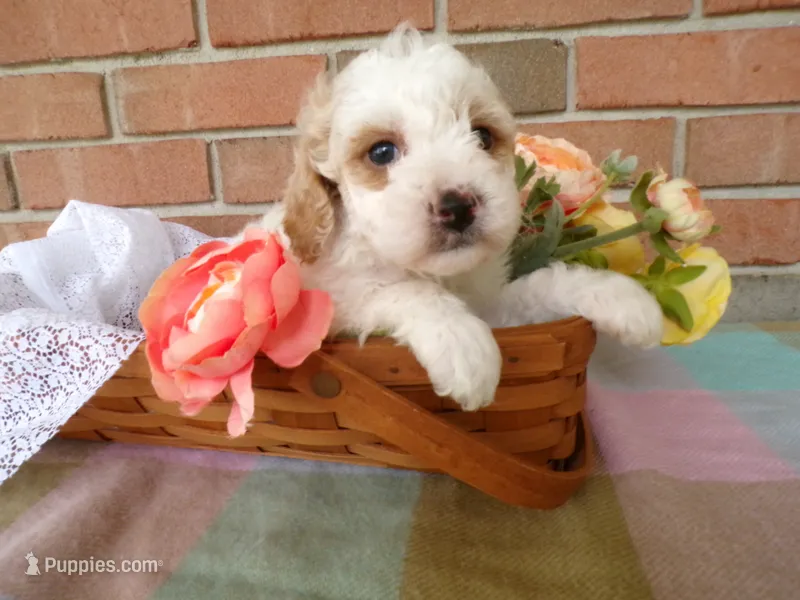 Callie – Cockapoo puppy for sale in Syracuse, IN