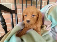 Chandler, a male Cockapoo for sale in Syracuse, IN – 1 of 5