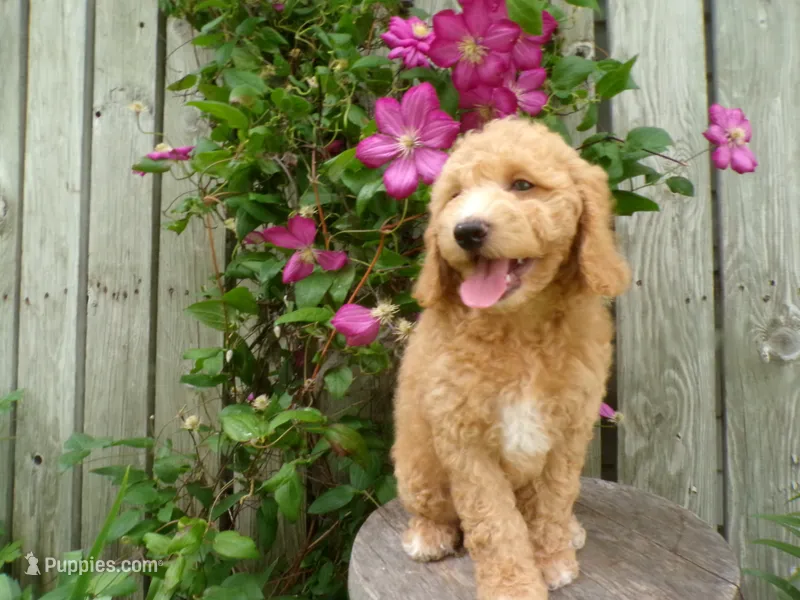 Chandler – Cockapoo puppy for sale in Syracuse, IN