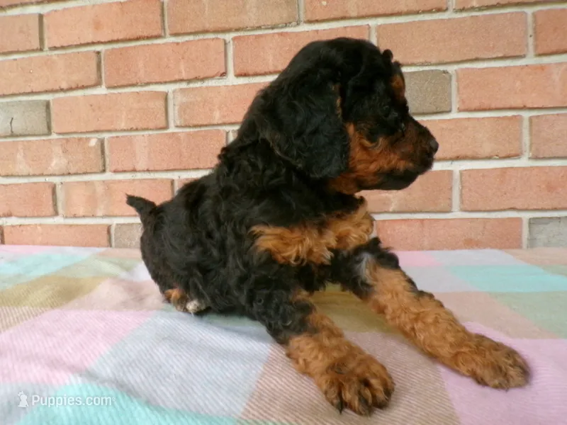 Cassie – Cockapoo puppy for sale in Syracuse, IN