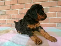 Cassie, a female Cockapoo for sale in Syracuse, IN – 5 of 7