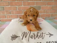 Connie, a female Cockapoo for sale in Syracuse, IN – 4 of 6