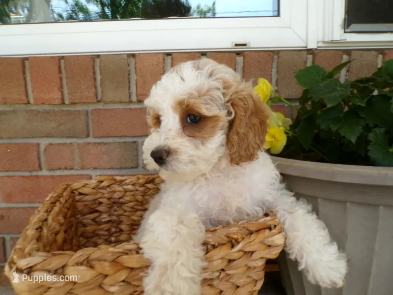 Callie – Cockapoo puppy for sale in Syracuse, IN