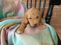 Conner, a male Cockapoo for sale in Syracuse, IN – 4 of 4