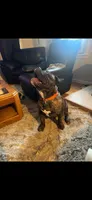 thor , a male American Bulldog for sale in Manchester, NH – 2 of 3