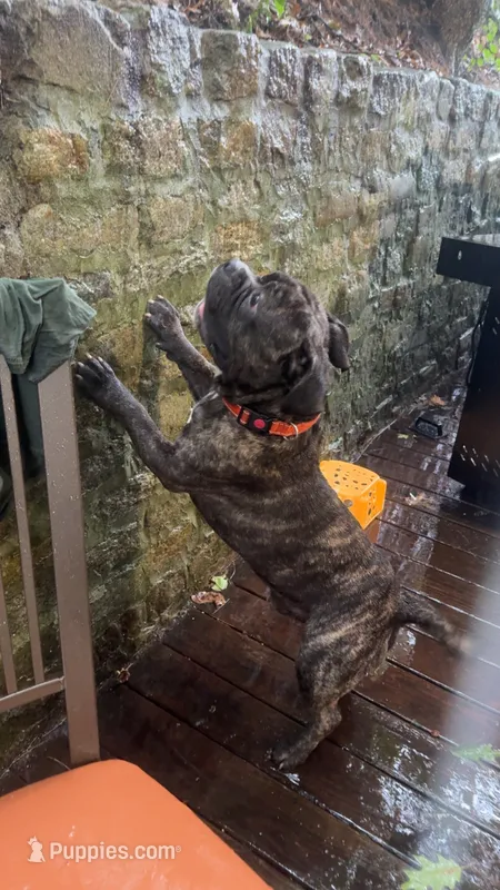 thor  – American Bulldog puppy for sale in Manchester, NH