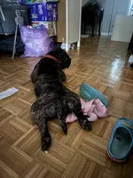 thor , a male American Bulldog for sale in Manchester, NH – 3 of 3