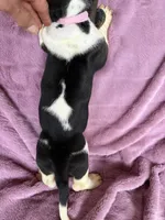 processed/9d8acc8f-9d01-42d1-aa9f-c850abe1871d/listing/bfc0f6a8-03b9-4d8a-bac1-5d62f5dbe053/6fff1b44-630a-4df2-ba0c-82d364ff105a