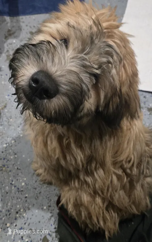 AKC Green Collar Male💚 – Soft Coated Wheaten Terrier puppy for sale in Dittmer, MO