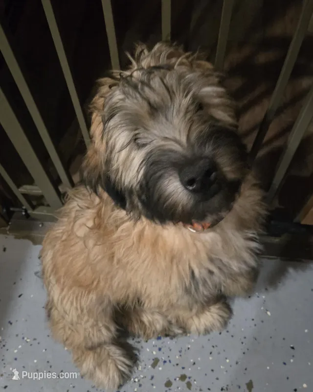 AKC Orange Collar Female🧡 – Soft Coated Wheaten Terrier puppy for sale in Dittmer, MO