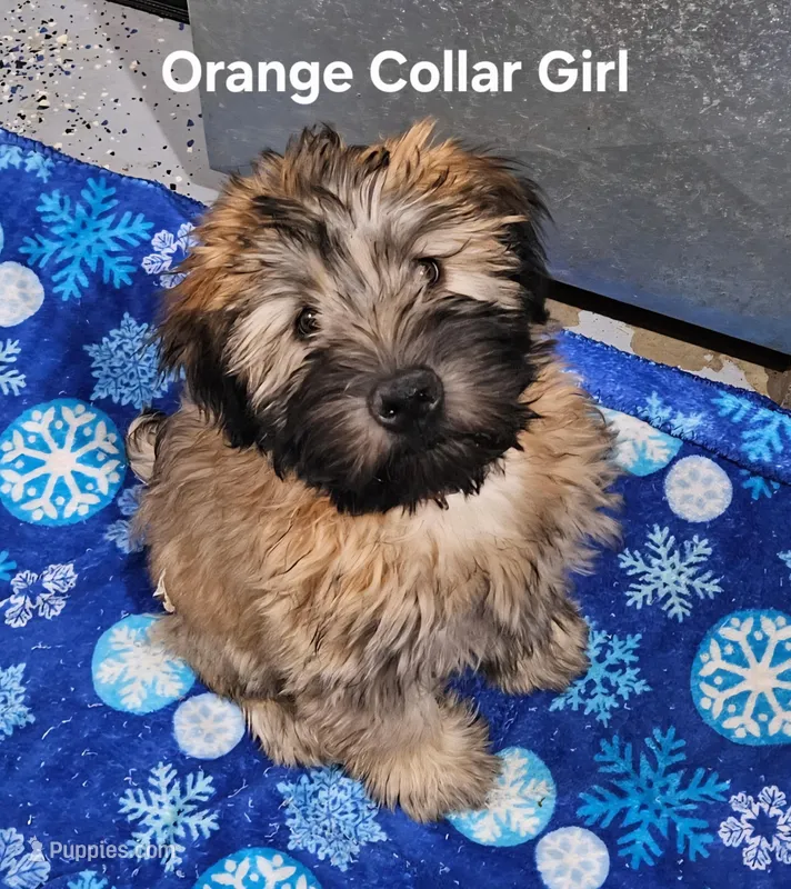 AKC Orange Collar Female🧡