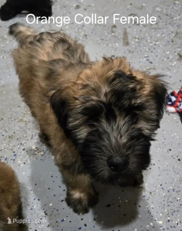 AKC Orange Collar Female🧡