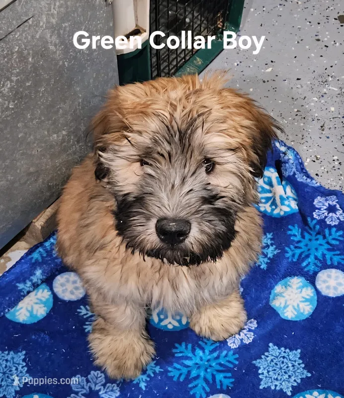 AKC Green Collar Male💚