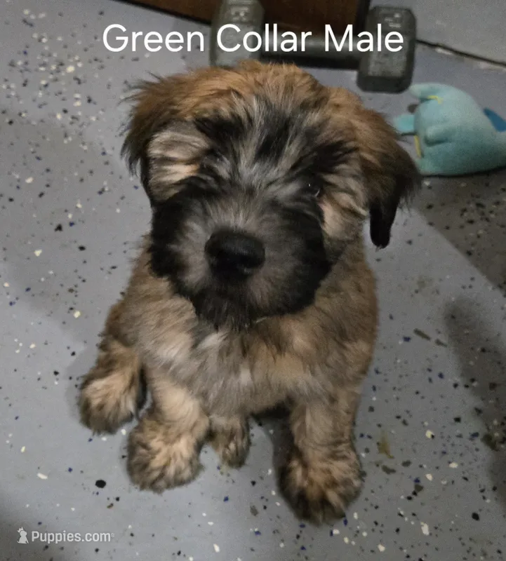 AKC Green Collar Male💚