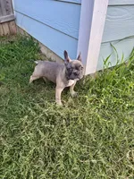 Lilly , a female French Bulldog for sale in Crowley, TX – 3 of 4