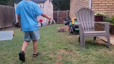 Lilly , a female French Bulldog for sale in Crowley, TX – 4 of 4