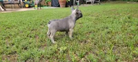 Lilly , a female French Bulldog for sale in Crowley, TX – 2 of 4