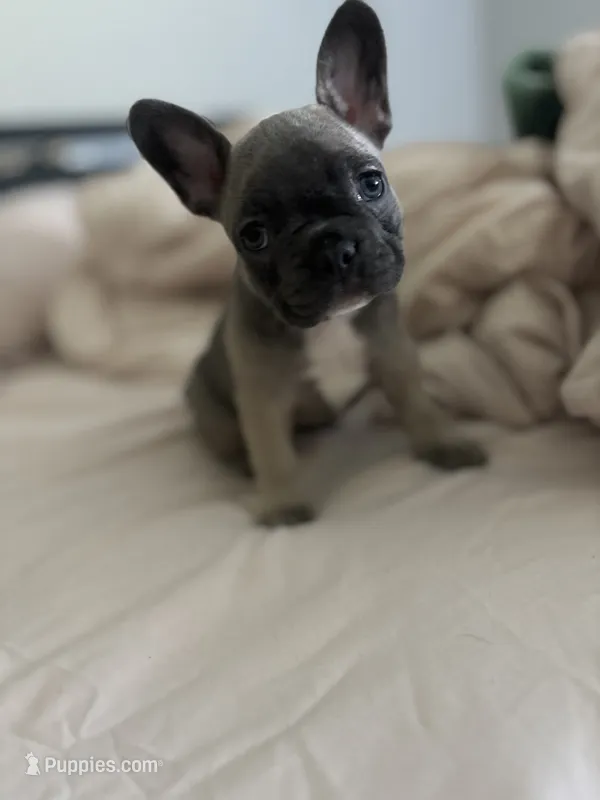 Lilly  – French Bulldog puppy for sale in Crowley, TX