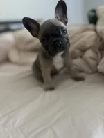 Lilly , a female French Bulldog for sale in Crowley, TX – 1 of 4