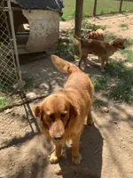 Fancy pup 2, a female English Cream Golden Retriever for sale in Scottsville, VA – Photo 6 of 8