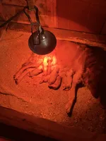 Fancy pup 2, a female English Cream Golden Retriever for sale in Scottsville, VA – Photo 5 of 8