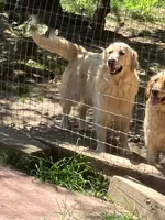 Fancy pup 2, a female English Cream Golden Retriever for sale in Scottsville, VA – Photo 3 of 8
