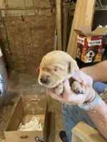 Fancy pup 2, a female English Cream Golden Retriever for sale in Scottsville, VA – Photo 1 of 8
