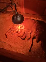 Fancy pup 2, a female English Cream Golden Retriever for sale in Scottsville, VA – Photo 8 of 8