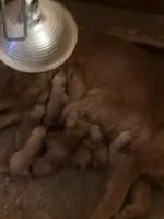 Fancy pup 2, a female English Cream Golden Retriever for sale in Scottsville, VA – Photo 7 of 8