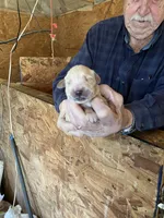 Fancy girl 1, a female Golden Retriever for sale in Scottsville, VA – Photo 7 of 9