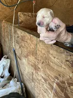 Rosie female 1, a female English Cream Golden Retriever for sale in Scottsville, VA – Photo 2 of 8