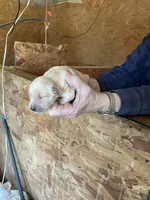 Rosie female 1, a female English Cream Golden Retriever for sale in Scottsville, VA – Photo 7 of 8