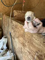 Rosie female 1, a female English Cream Golden Retriever for sale in Scottsville, VA – Photo 1 of 8