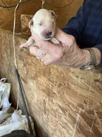 Rosie female 1, a female English Cream Golden Retriever for sale in Scottsville, VA – Photo 8 of 8