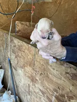 Rosie female 1, a female English Cream Golden Retriever for sale in Scottsville, VA – Photo 5 of 8